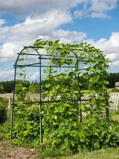 Titan Squash Tunnel -Gardenhaus Shop 8596276 0133 tif