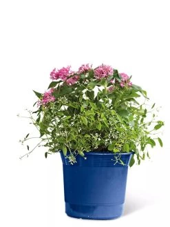 Eezy Gro Self-Watering Planters 15 Eezy Gro Self-Watering Planters -Gardenhaus Shop 8596425 103 tif