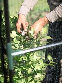 Crop Cage, 4' X 4' 8 Crop Cage, 4' X 4' -Gardenhaus Shop 8596540 8980 tif