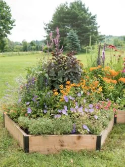 Pollinator Garden Bed