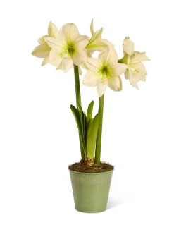 Star Potted Amaryllis 16 Star Potted Amaryllis -Gardenhaus Shop 8597478 2022 lemonstar silo lemon star potted amaryllis