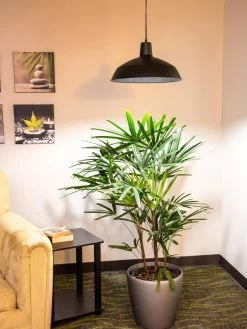 Barnyard Pendant LED Grow Light -Gardenhaus Shop 8598025 0256