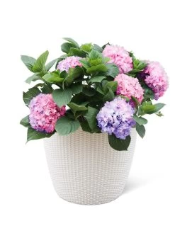 Weave Self-Watering Round Planter, 17" White -Gardenhaus Shop 8598372 3002 tif