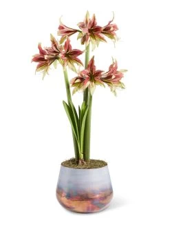 Cybister Potted Amaryllis -Gardenhaus Shop 8598561 mystica 2021 13