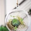 Floating Orb Terrarium Kit -Gardenhaus Shop 8599146 02v floating orb glass terrarium kit