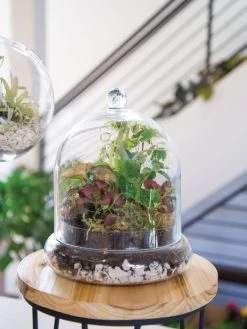 Cloche Terrarium Kit Medium 9 Cloche Terrarium Kit Medium -Gardenhaus Shop 8599150 02v glass cloche terrarium kit large