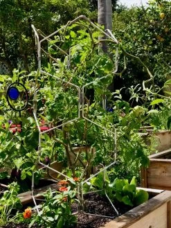 Gardener's Vertex Lifetime Pepper And Eggplant Cage -Gardenhaus Shop 8599554 01CUST tif