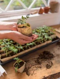 Paper Pots, 50 Cell -Gardenhaus Shop 8599830 0507 tif