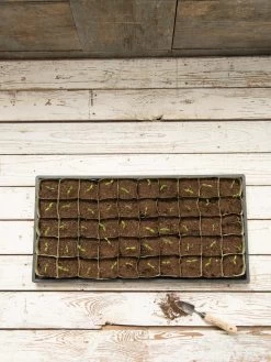 Paper Pots, 50 Cell -Gardenhaus Shop 8599830 18489 tif