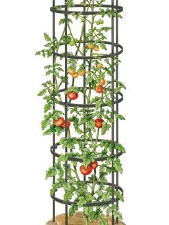 Titan Tall Tomato Cages, Set Of 3 -Gardenhaus Shop 8599860 0002 art tif