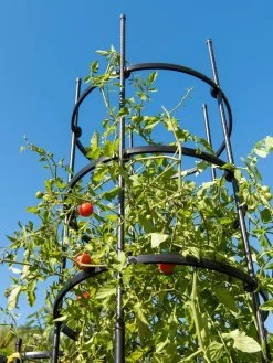 Titan Tall Tomato Cages, Set Of 3 -Gardenhaus Shop 8599860 0066 tif