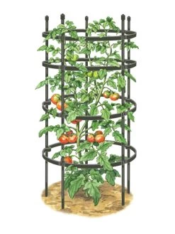 Titan Tomato Cages, Set Of 3 -Gardenhaus Shop 8599861 0001 art tif