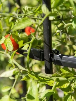 Titan Tomato Cages, Set Of 3 -Gardenhaus Shop 8599861 0079 tif