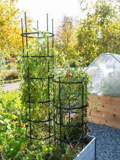 Titan Tomato Cages, Set Of 3 -Gardenhaus Shop 8599861 0106 tif