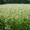 Common Buckwheat Organic Seeds -Gardenhaus Shop 8599871 02v common buckwheat organic seeds