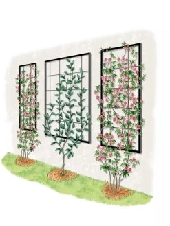 Exeter Wall Trellis -Gardenhaus Shop 8600049 50 0001 art tif