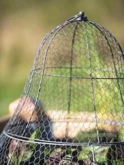 Chicken Wire Cloche With Extension 24 Chicken Wire Cloche With Extension -Gardenhaus Shop 8600116 0607 tif