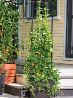 Gardener’s Victory Self-Watering Planter With Vine Trellis -Gardenhaus Shop 8600174 0100 tif