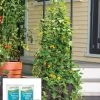 Gardener’s Victory Self-Watering Planter Garden With Vine Trellis