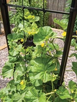 Gardener’s Victory Self-Watering Planter With Vine Trellis -Gardenhaus Shop 8600176 6853