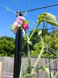 Gardener’s Victory Self-Watering Planter Garden With Vine Trellis -Gardenhaus Shop 8600177 6588 tif 1