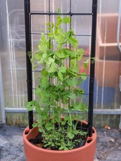 Gardener’s Victory Self-Watering Planter With Vine Trellis -Gardenhaus Shop 8600178 5000 tif