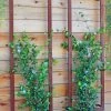 Ina Modern Wall Trellis Sr. -Gardenhaus Shop 8600510 05V tif