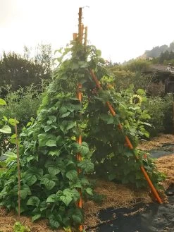 Annabel Tipi Trellis -Gardenhaus Shop 8600521 02V tif