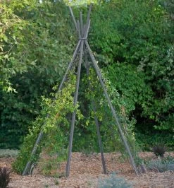 Annabel Tipi Trellis -Gardenhaus Shop 8600521 07V jpg