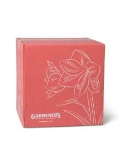 Amaryllis Planting Kit -Gardenhaus Shop 8608878 755