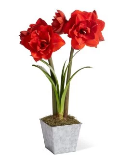 Amaryllis Planting Kit -Gardenhaus Shop 8608878 diykit 2021 01