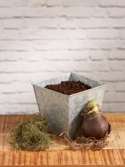 Amaryllis Planting Kit -Gardenhaus Shop 8608878 diykit 2021 02