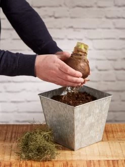 Amaryllis Planting Kit -Gardenhaus Shop 8608878 diykit 2021 03