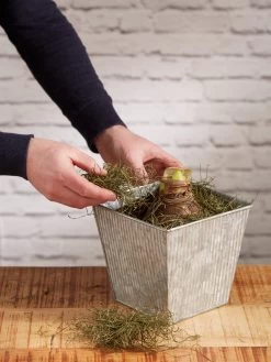 Amaryllis Planting Kit -Gardenhaus Shop 8608878 diykit 2021 04