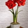 Amaryllis Planting Kit -Gardenhaus Shop 8608878 diykit 2021 06 amaryllis planting kit