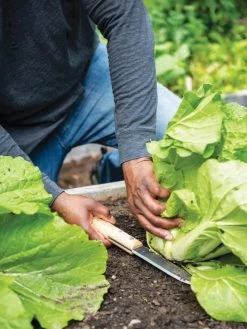 Gardener's Lifetime Hori Hori Knife -Gardenhaus Shop 8608888 0416 tif