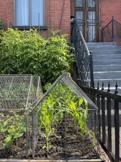 Chicken Wire Crop Coop -Gardenhaus Shop 8609080 02CUST tif