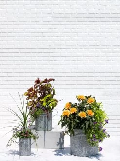 Metal Bucket Planters 11 Metal Bucket Planters -Gardenhaus Shop 8609085 0852 tif