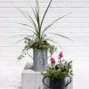 Metal Bucket Planters -Gardenhaus Shop 8609086 5623 tif