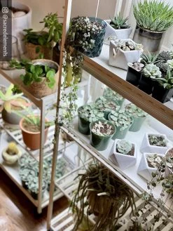 Oslo 2-Tier LED Grow Light Garden, 2 Fixtures -Gardenhaus Shop 8609221 02IN tif