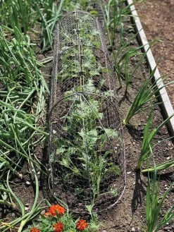 Chicken Wire Row Cloche Expandable Extra Large 3N1 -Gardenhaus Shop 8609412 5903 tif