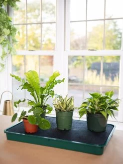 Self-Watering Tray -Gardenhaus Shop 8609872 9021 tif