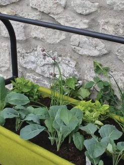 Vigoroot™ Self-Watering Easy Garden Planter -Gardenhaus Shop 8609879 04V tif