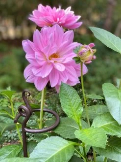 Arden Single Stem Supports, Set Of 2 9 Arden Single Stem Supports, Set Of 2 -Gardenhaus Shop 8610375 5703 tif