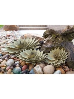 Desert Steel Spiral Aloe Sculpture 12 Desert Steel Spiral Aloe Sculpture -Gardenhaus Shop 8610749 06v