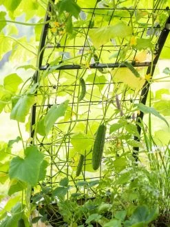 2’ X 8’ Arch Trellis For Planter Boxes -Gardenhaus Shop 8610798 095 tif