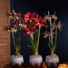 Cybister Potted Amaryllis -Gardenhaus Shop 8611083 cybister vertical 2022