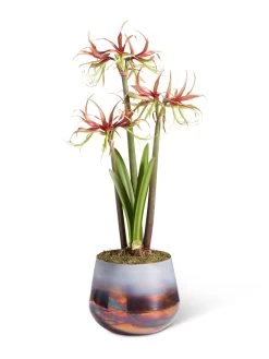 Cybister Potted Amaryllis -Gardenhaus Shop 8611120 chico 2021 09