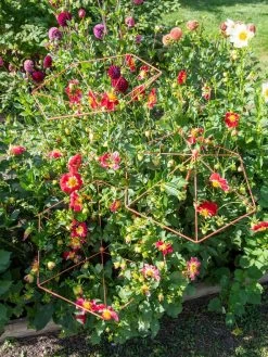 Parasol Plant Supports, Set Of 3 -Gardenhaus Shop 8611129 050 tif