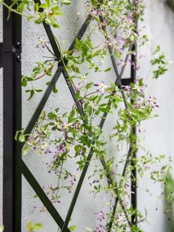 Lattice Gable Wall Trellis 8 Lattice Gable Wall Trellis -Gardenhaus Shop 8611130 011